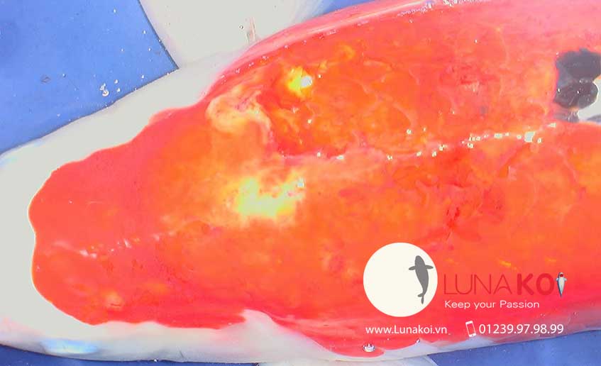 hikui tổn thương vùng da đỏ cá Koi