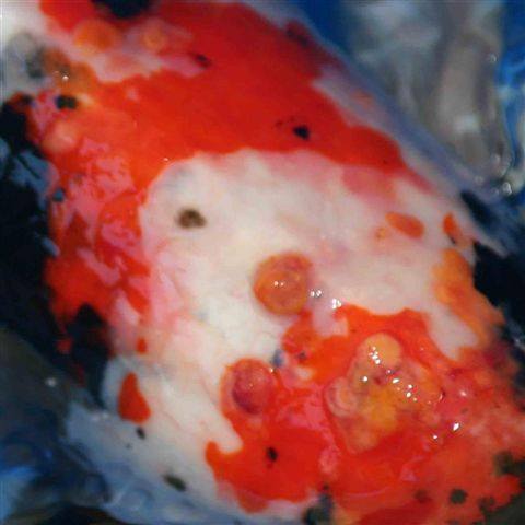 tổn thương vùng da đỏ ở cá Koi