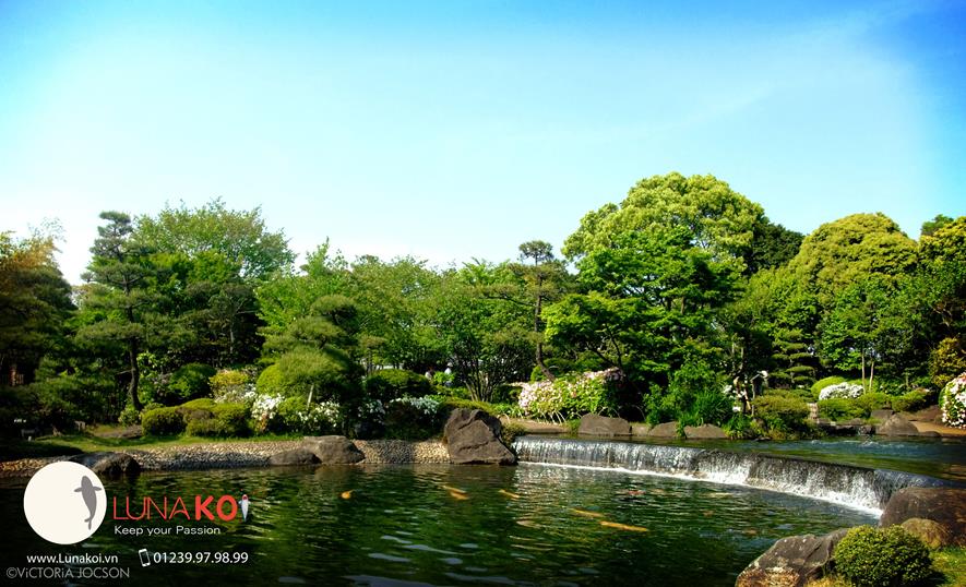 Hồ cá Koi đẹp
