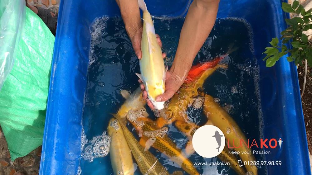 Luna Koi Farm - Hơn 1000 em Koi F1 Luna Koi Farm được thu hoạch phục v - 13