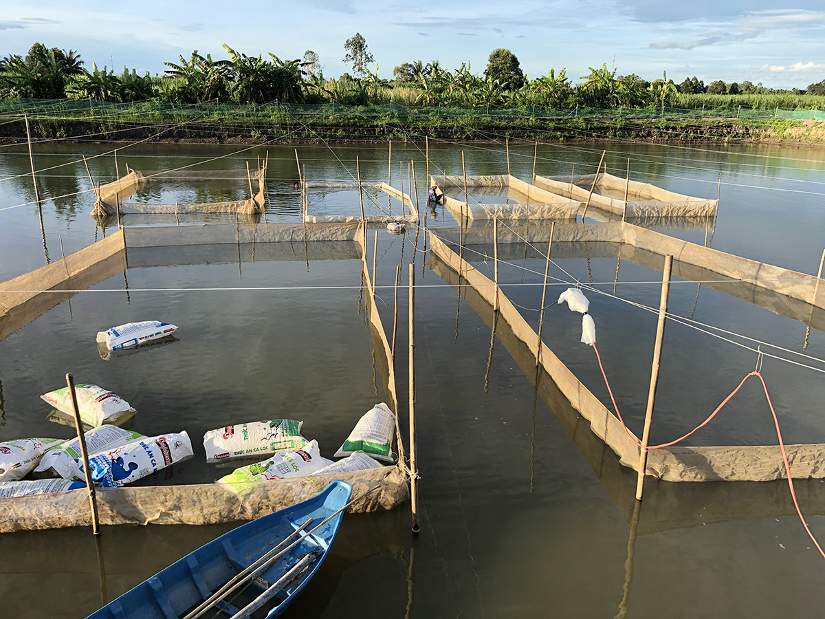 trang trại cá chép nhật luna koi farm