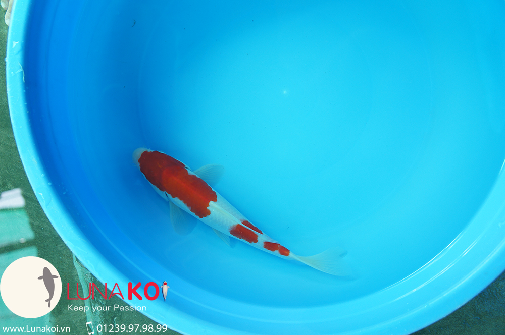 Trang trại cá chép Nhật tại Cần Thơ