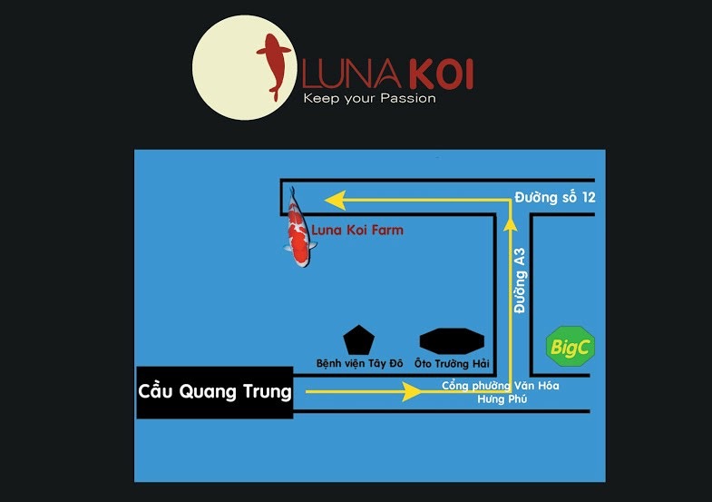 Trang trai ca Koi LunaKoi