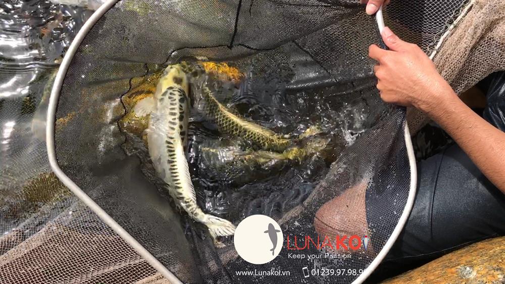 Luna Koi Farm - Hơn 1000 em Koi F1 Luna Koi Farm được thu hoạch phục v - 11