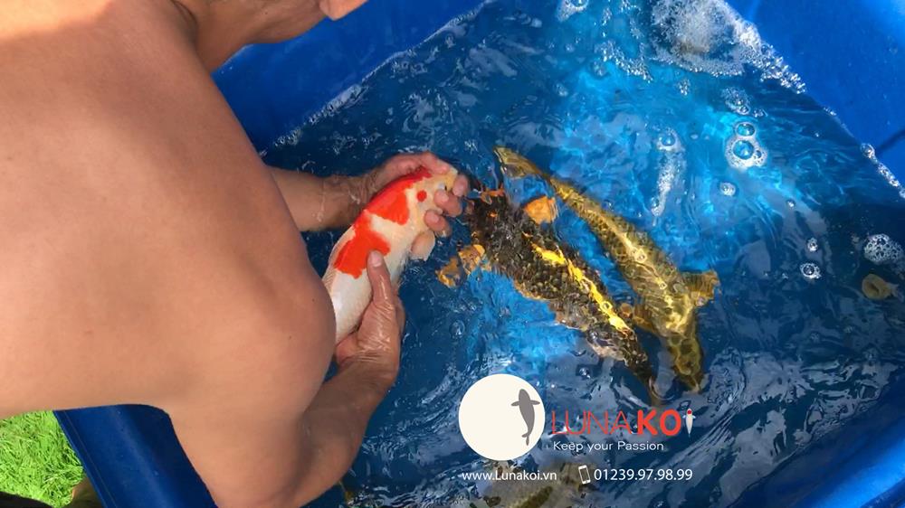 Luna Koi Farm - Hơn 1000 em Koi F1 Luna Koi Farm được thu hoạch phục v - 14