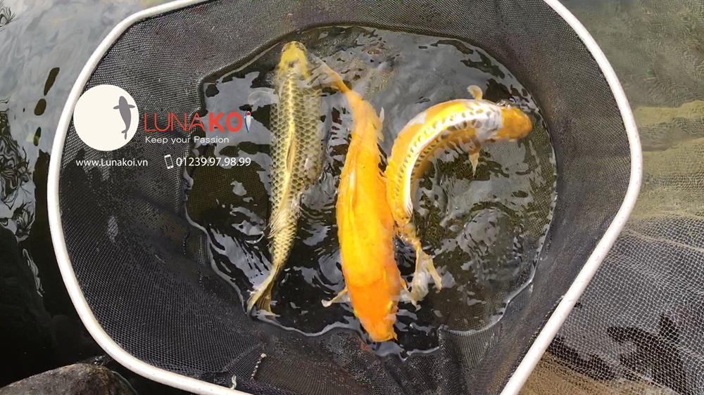 Luna Koi Farm - Hơn 1000 em Koi F1 Luna Koi Farm được thu hoạch phục v - 10