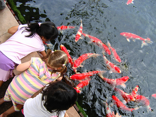 phong thủy cá koi