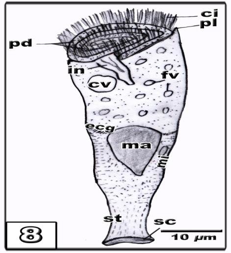 trùng loa kèn gây bệnh cá koi