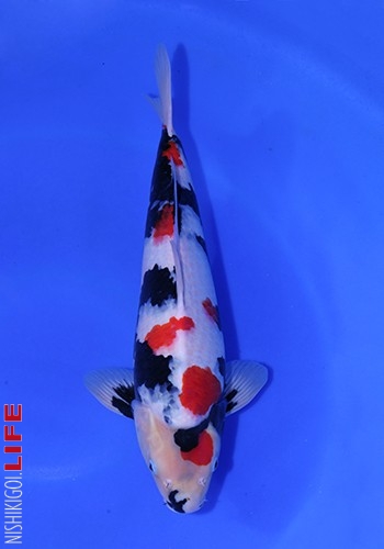 All Indonesia Koi Show 2016