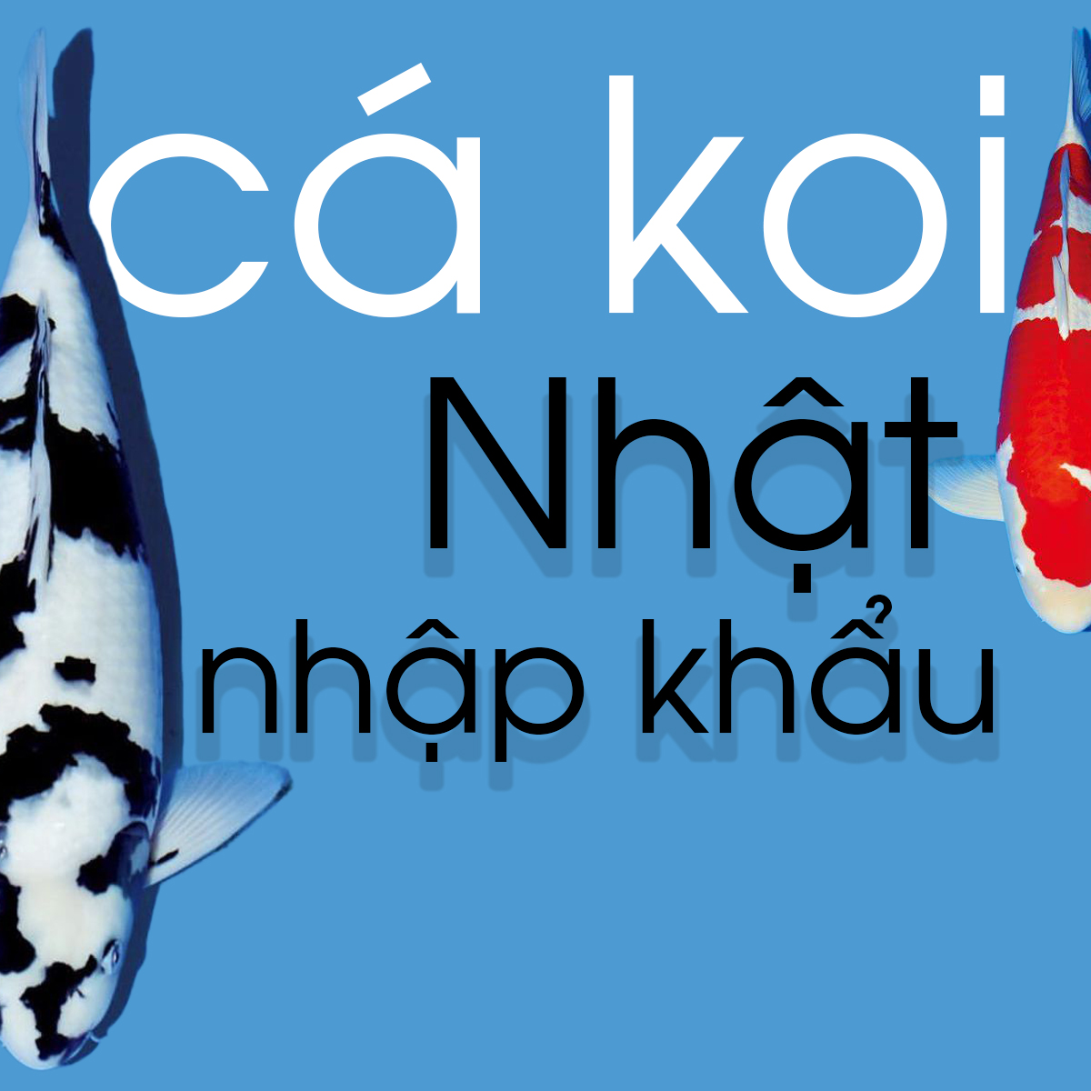 Cá Koi