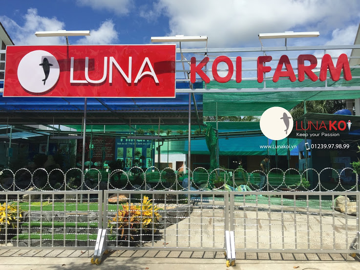 <b>Luna Koi Farm</b> - <i>Trang trại sản xuất cá chép Nhật</i>