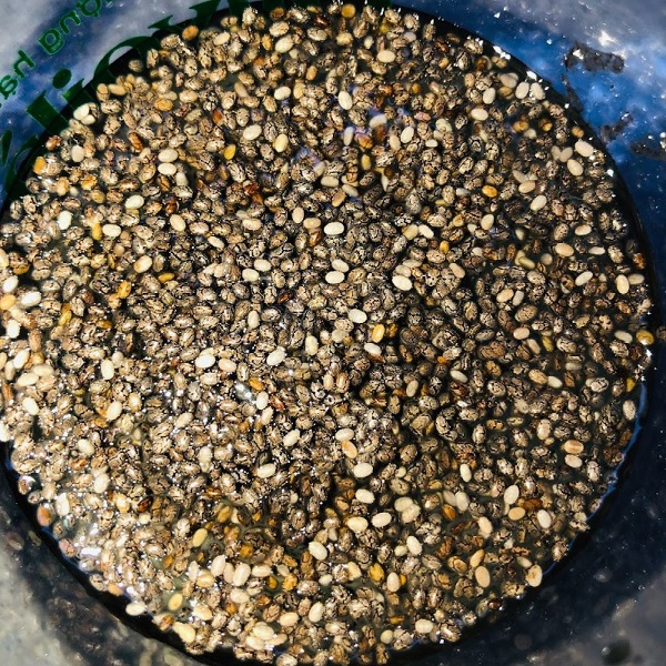 Ngâm hạt chia