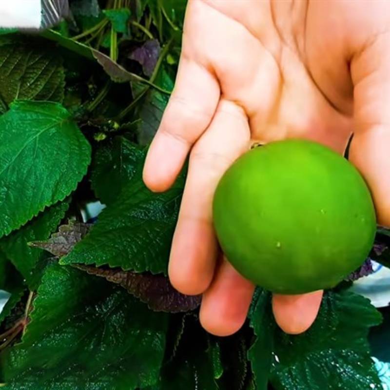 cách hạ sốt khi mắc Covid