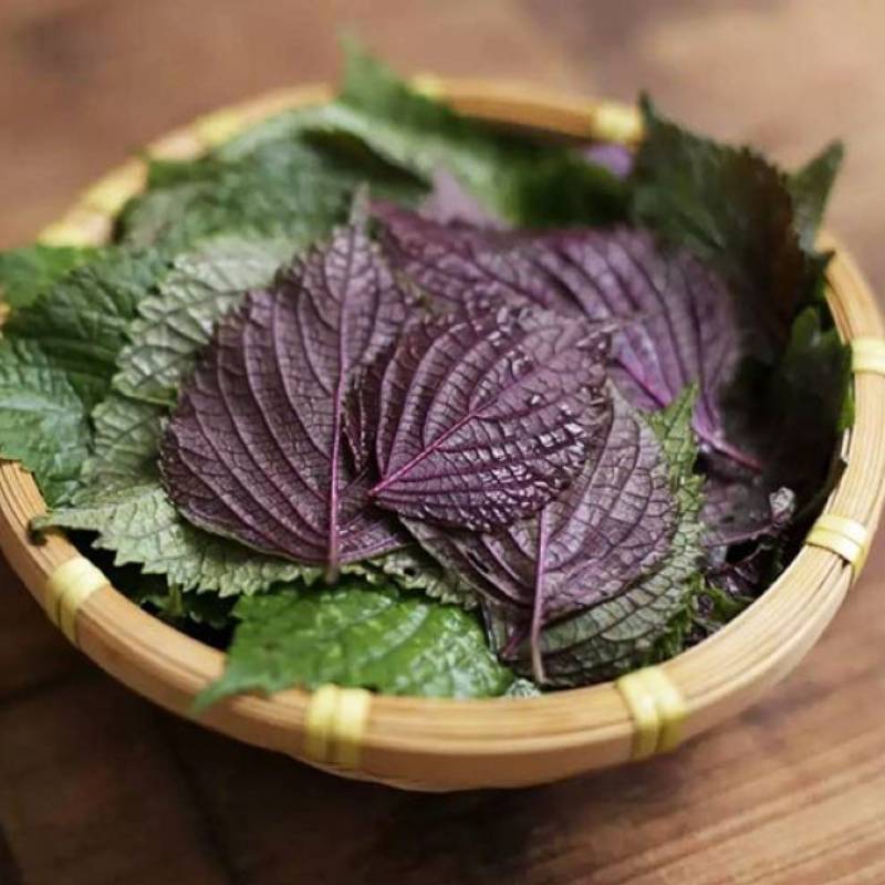 cách hạ sốt khi mắc Covid