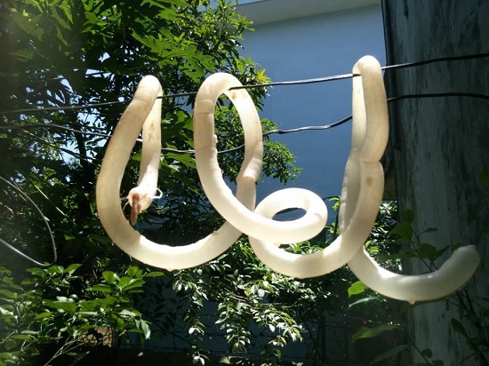 Phơi vỏ xúc xích