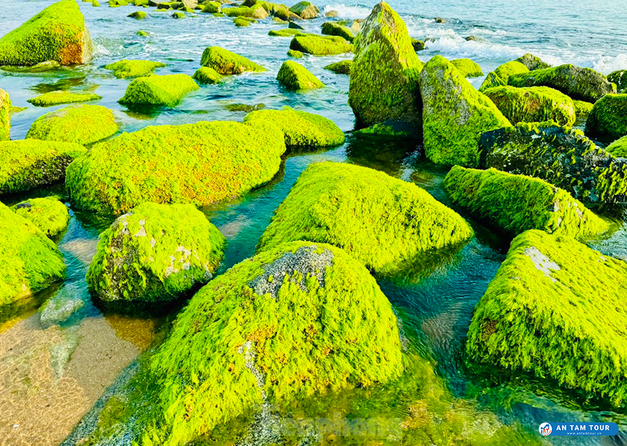 Bãi Rêu Nha Trang