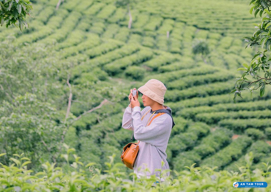 Đồi chè Cầu Đất