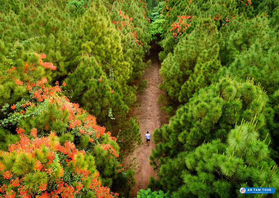 Đồi Vọng Cảnh