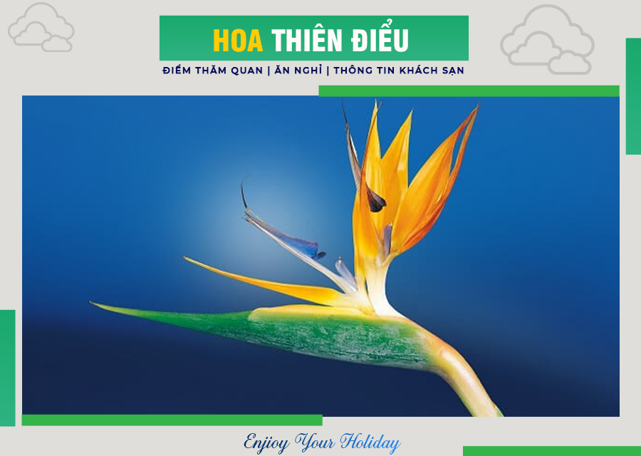 Hoa Thiên điểu