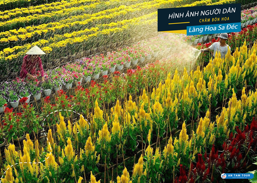 làng hoa Sa Đéc