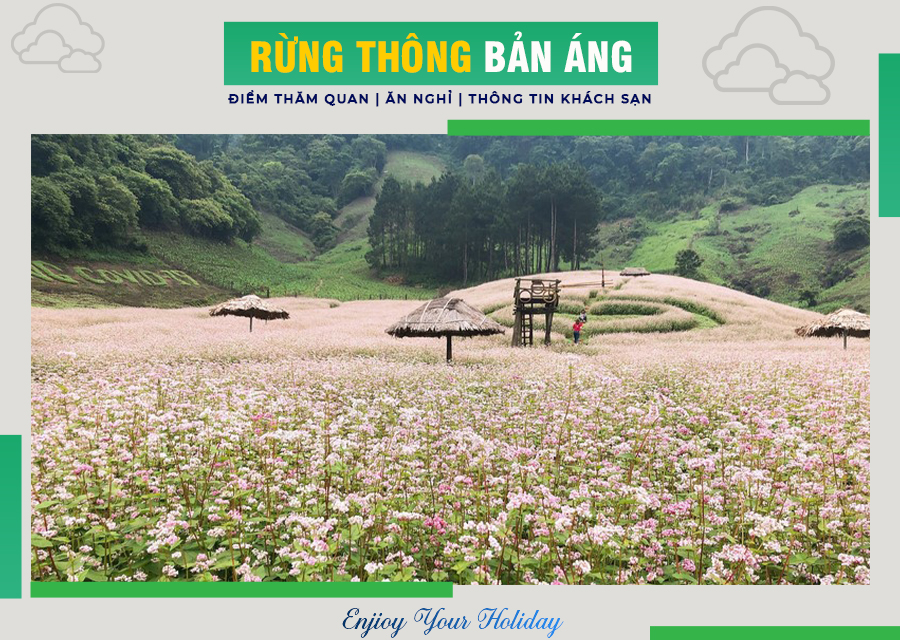Rừng thông Bản Áng