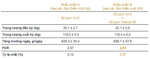 Năng suất heo thịt được cải thiện khi bổ sung polyphenol trong sản phẩm Vitanox giúp chống lại quá trình stress oxy hóa