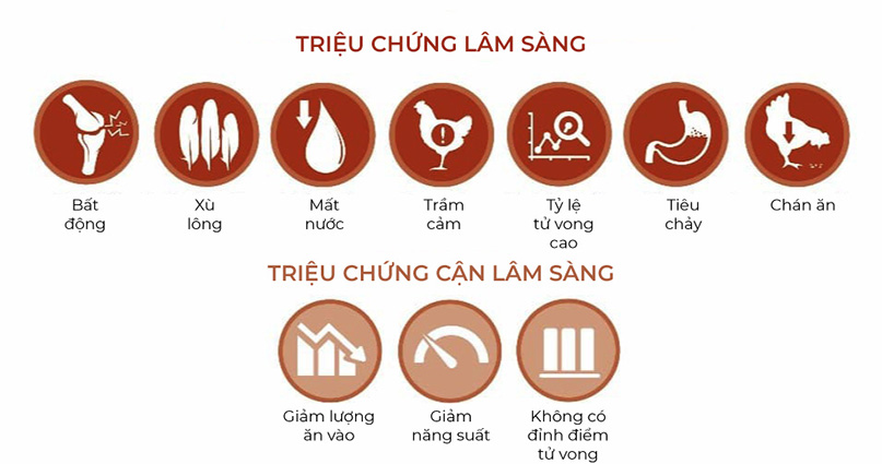 triệu chứng lâm sàng (Clinical) và cận lâm sàng (Sub-Clinical) của chứng viêm ruột hoại tử