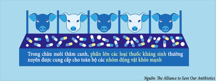 Kháng sinh được sử dụng rộng rãi trong chăn nuôi