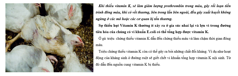 Triệu chứng thiếu hụt vitamin trong chăn nuôi