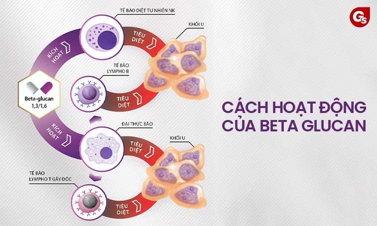 cach-hoat-dong-cua-beta-glucan