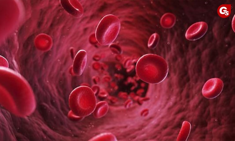 ginkgo-biloba-cai-thien-luu-thong-mau