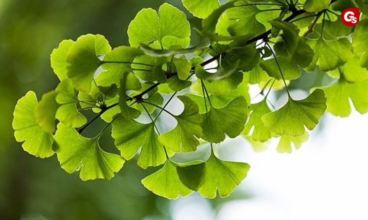 loi-ich-cua-ginkgo-biloba