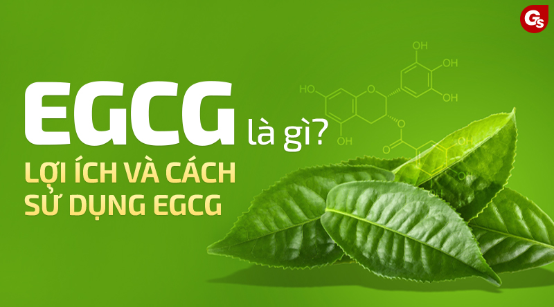 Egcg-la-gi-loi-ich-giam-can-hieu-qua-gymstore