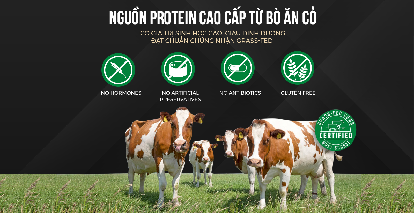 Nutrend Whey Protein nguồn đạm cao cấp