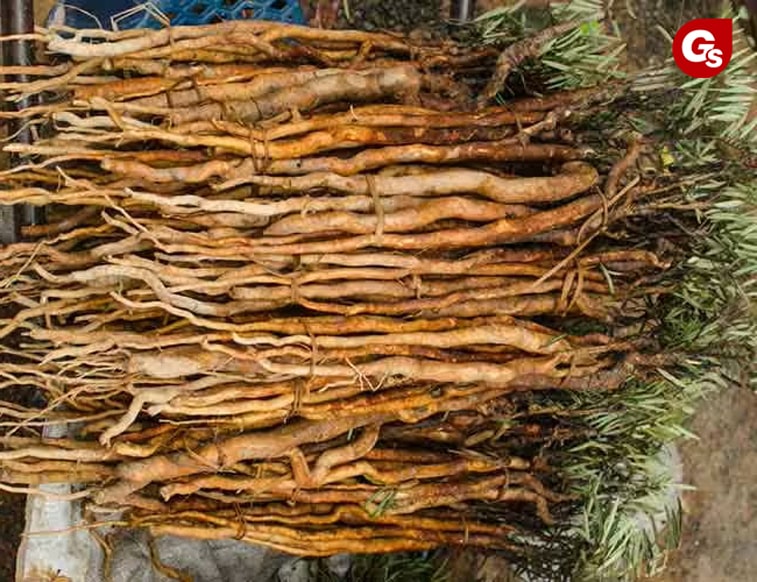 tongkat-al-tac-dung-trong-viec-tang-testosterone-tu-nhien