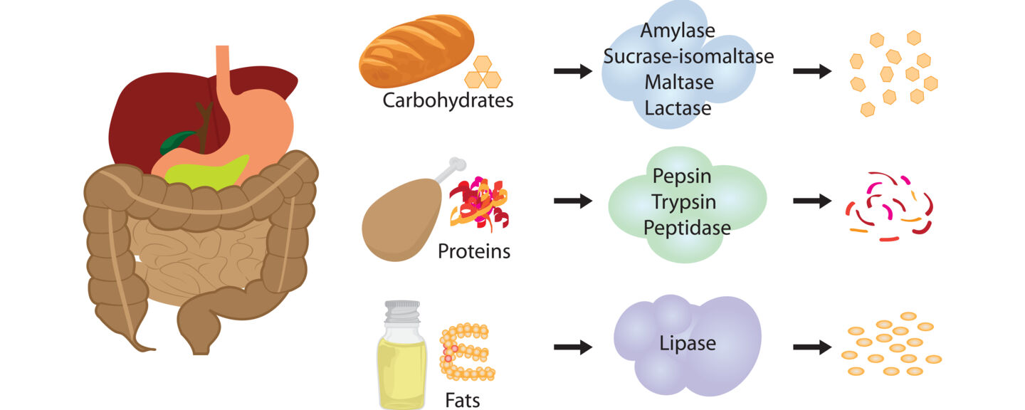 trao-doi-chat-hoat-dong-nhu-the-nao-gymstore