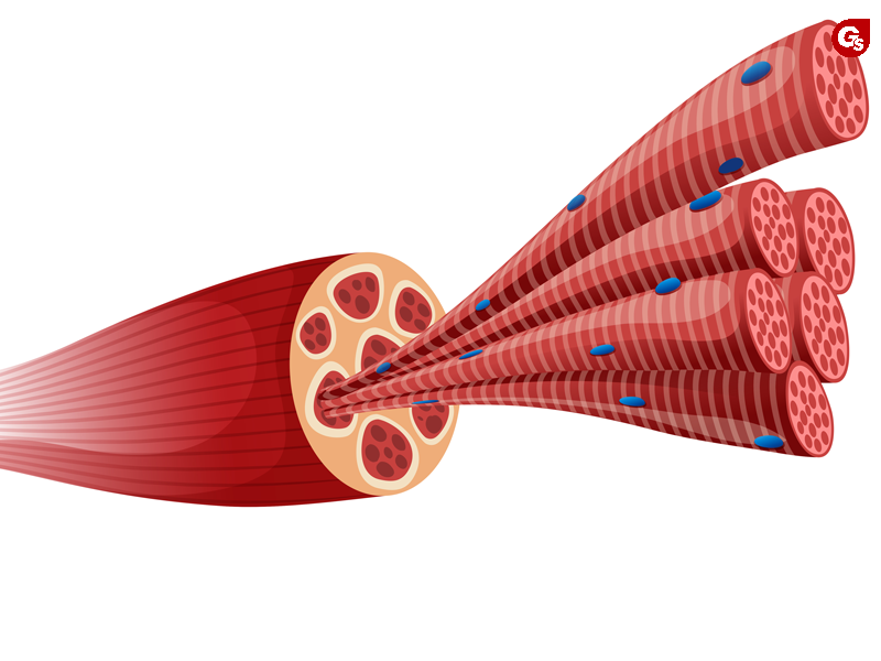 turkesterone-la-gi-gymstore-2