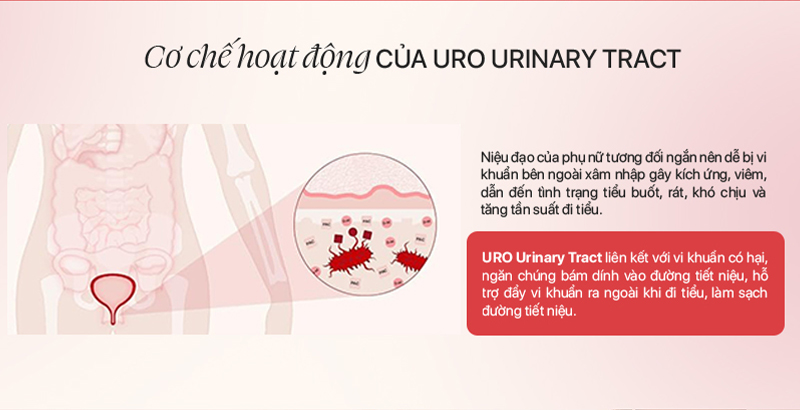 Opositiv Uro Urinary Tract Cơ Chế Hoạt Động Gymstore