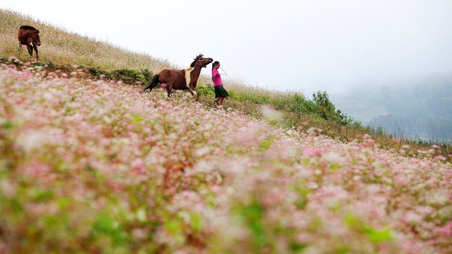 hoa tam giac mach ha giang
