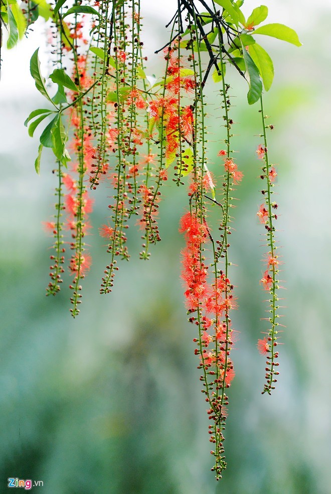 Hà Nội tháng 9