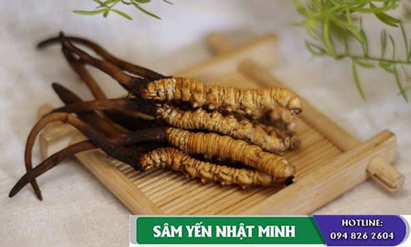 Cách sử dụng đông trùng hạ thảo