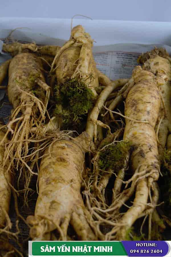 Nhân sâm hàn quốc