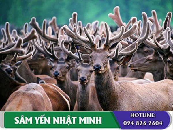 Cao Ban Long khác với các loài động vật khác như thế nào?