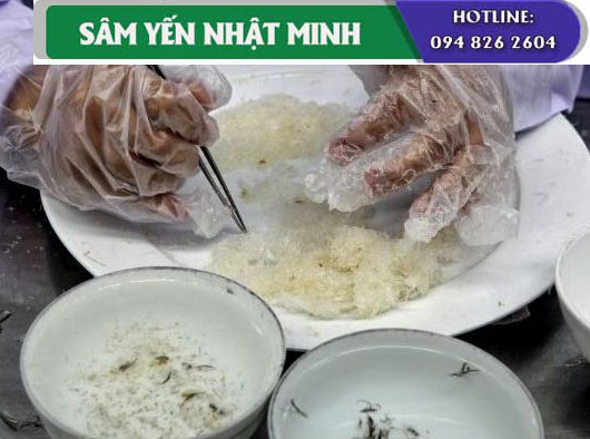 Chế biến yến sào Khánh Hòa