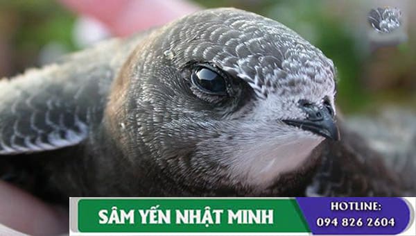 chim trưởng thành