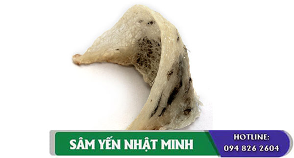 tổ yến có lông