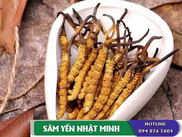 Công dụng đông trùng hạ thảo