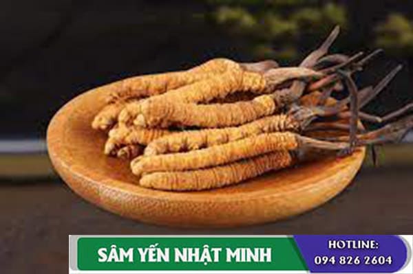 Đông trùng hạ thảo là gì