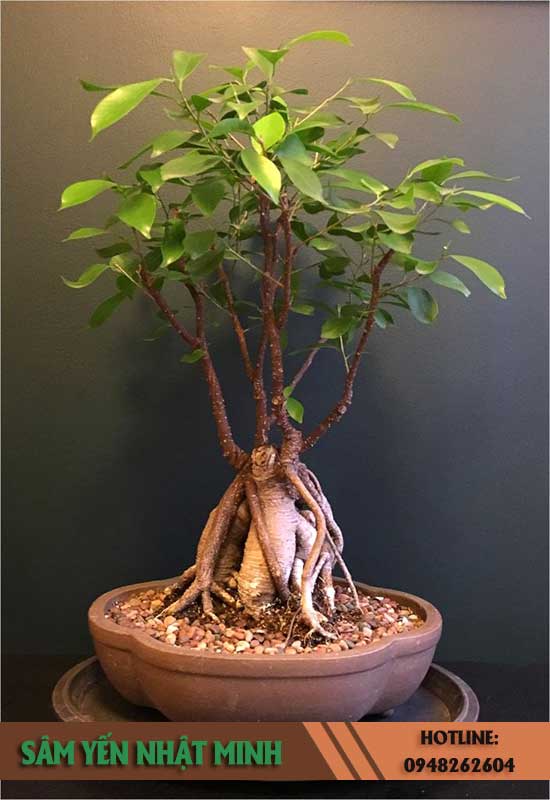 hình ảnh sâm tươi hàn quốc