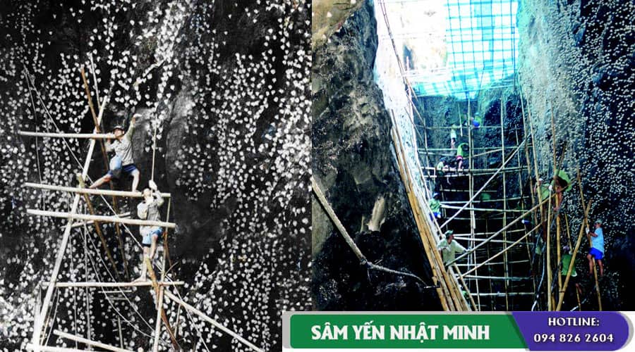 Quy trình khai thác yến sào Khánh Hòa